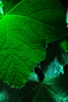 another hollyhock leaf 2